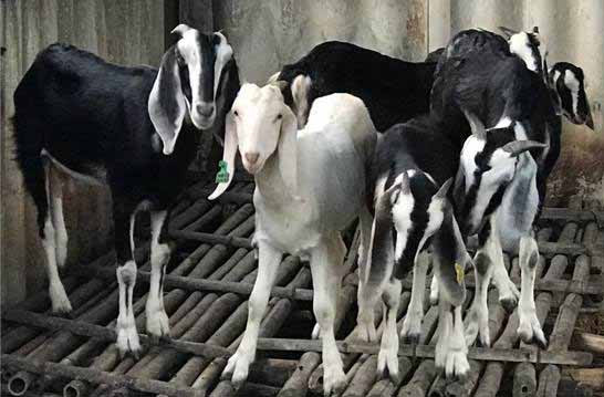 Thịt dê Bách Thảo thơm ngon nên rất được ưa chuộng. Ảnh trangtraihaugiang.