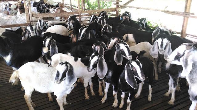 Dê Bách Thảo có màu đen, một số bộ phận như bụng, mặt và vành tai loang màu trắng. Ảnh googleusercontent.