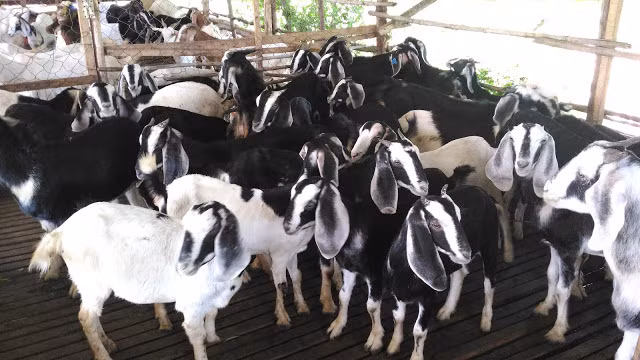 Dê Bách Thảo có màu đen, một số bộ phận như bụng, mặt và vành tai loang màu trắng. Ảnh googleusercontent.