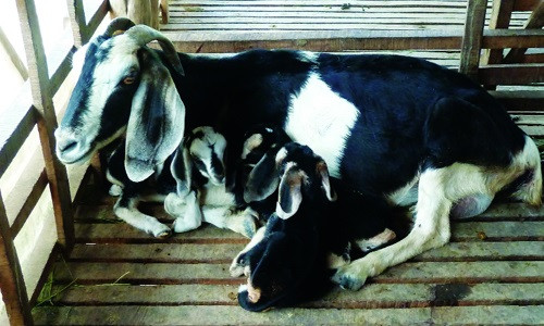 Ninh Thuận và Bình Thuận là hai tỉnh nuôi dê Bách Thảo nhiều nhất ở Việt Nam. Ảnh jweb.