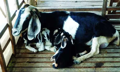 Ninh Thuận và Bình Thuận là hai tỉnh nuôi dê Bách Thảo nhiều nhất ở Việt Nam. Ảnh jweb.