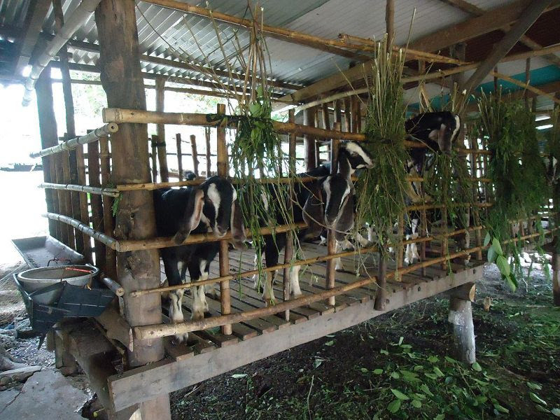 Dê Bách Thảo có kích thước không quá lớn với trọng lượng 55 – 75 kg/con đực và 40 – 50 kg/con cái. Ảnh trieuphunongdan.