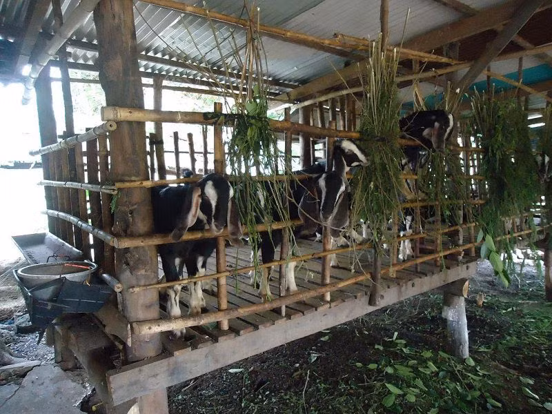 Dê Bách Thảo có kích thước không quá lớn với trọng lượng 55 – 75 kg/con đực và 40 – 50 kg/con cái. Ảnh trieuphunongdan.