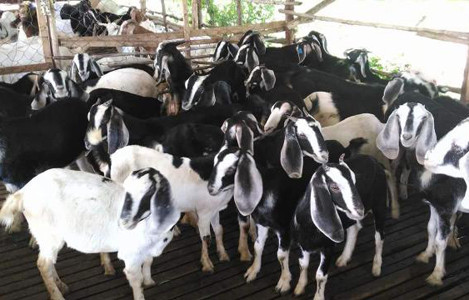 Dê Bách Thảo có khả năng sinh sản tốt. Một con dê cái có thể đẻ trung bình tới 4 dê con/năm. Ảnh nhachannuoi.