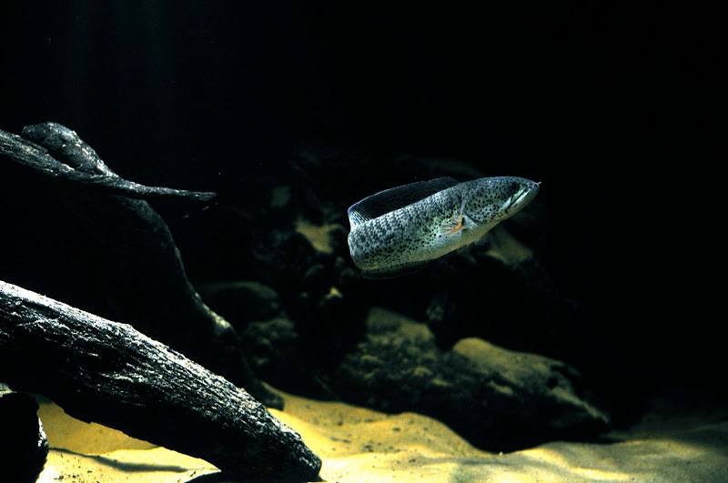  Cá lóc hoàng đế rất hiền và thân thiện, nuôi chúng không quá cầu kỳ và tốn công như một số loài cá cảnh khác. Ảnh kolkata-aquarium.