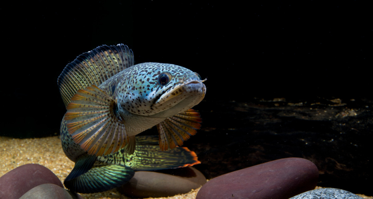 Khi cá lóc hoàng đế trưởng thành đạt chiều dài từ 15cm trở lên là ta có thể phân biệt được giới tính trống - mái. Ảnh monsterfishkeepers.