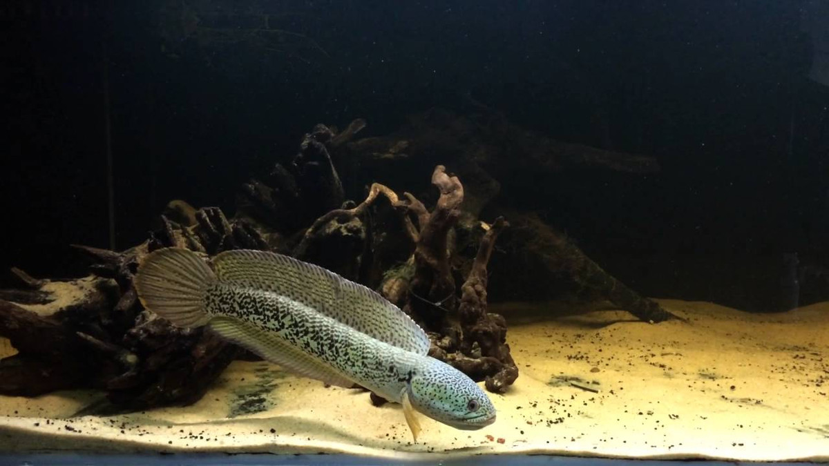 Cá lóc hoàng đế dù mới chỉ được du nhập vào Việt Nam từ năm 2016 nhưng nhanh chóng trở thành loài cá cảnh được các dân chơi săn lùng ráo riết. Ảnh ytimg.