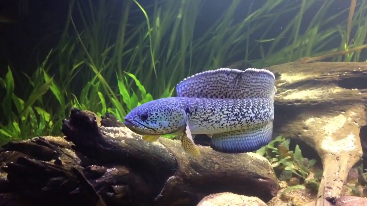 Cá lóc hoàng đế rất khó để nhân giống và rất ít trại cá có thể nhân giống được loài cá cảnh tuyệt đẹp này, vì vậy mà giá bán của chúng càng ngày càng cao, lên tới cả nghìn đô/con. Ảnh ytimg.