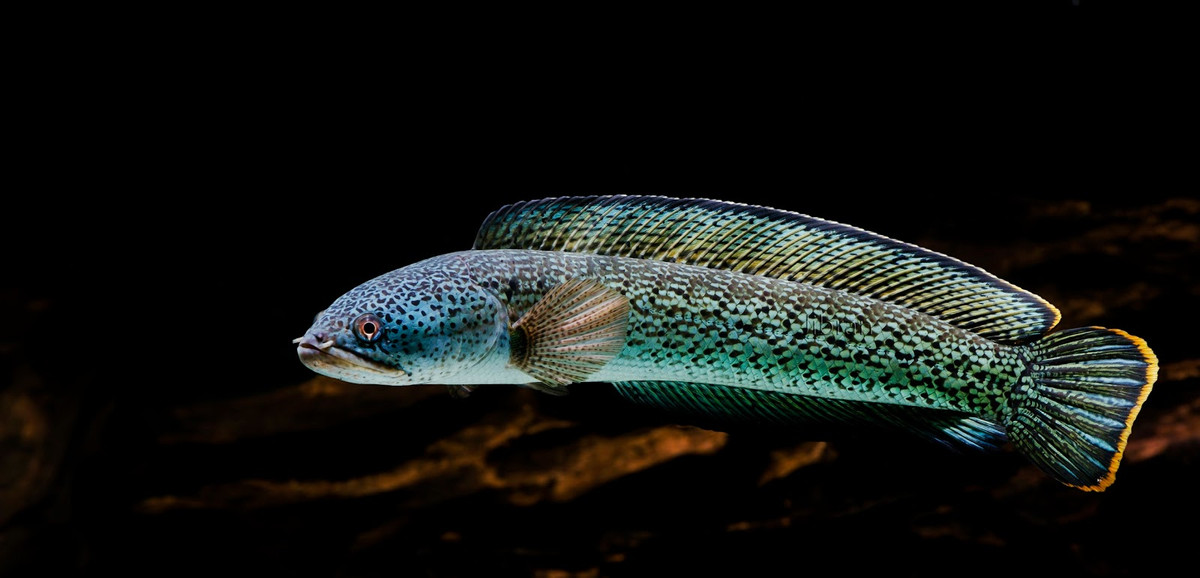 Cá lóc hoàng đế được nuôi và phát triển khá mạnh tại thị trường Mỹ và Nhật Bản. Ảnh khairunnas.