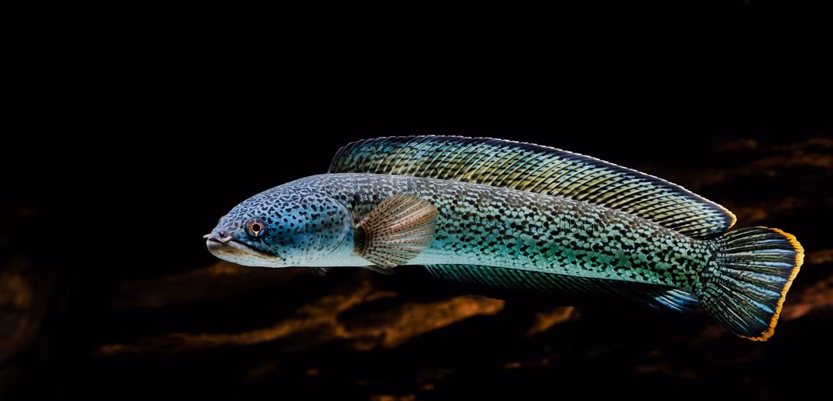 Cá lóc hoàng đế được nuôi và phát triển khá mạnh tại thị trường Mỹ và Nhật Bản. Ảnh khairunnas.