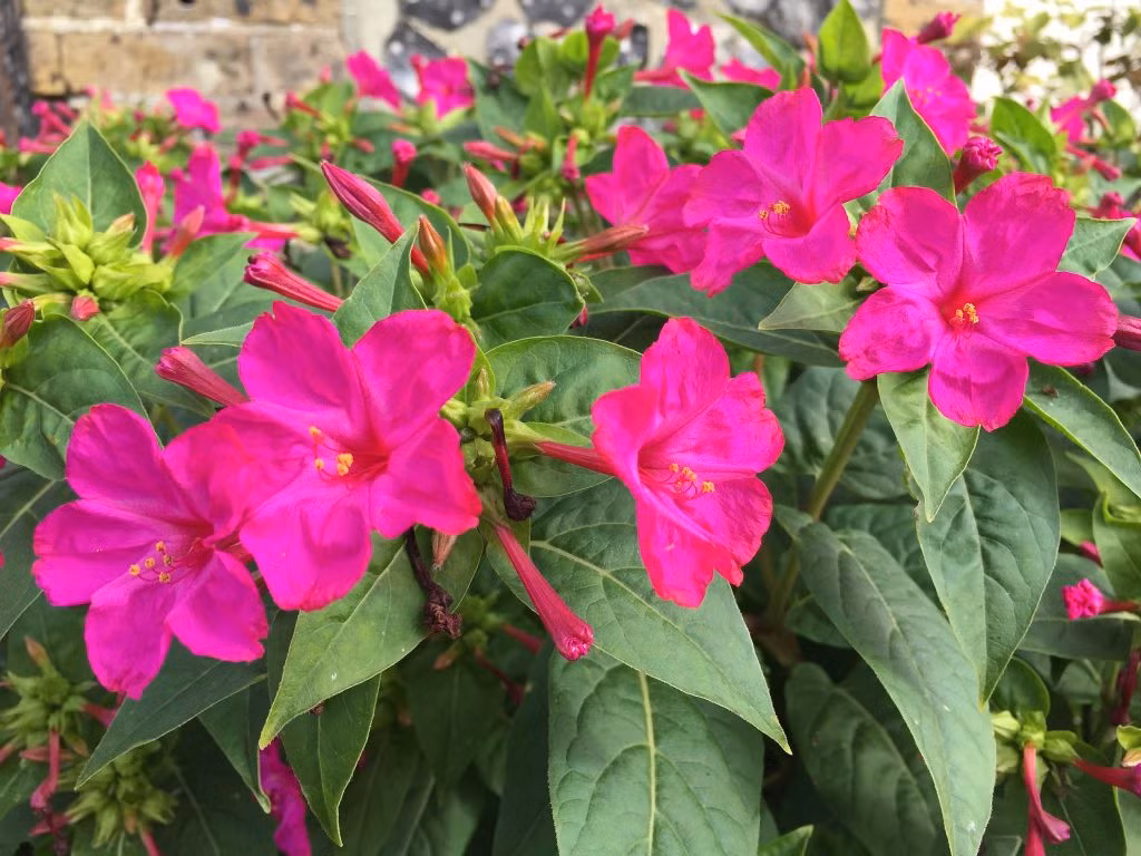  Hoa phấn có hình phễu với nhiều màu sắc, từ màu hồng, vàng cho đến màu trắng. Loài hoa này nổi tiếng bởi hương thơm của nó. Ảnh thuocviet.