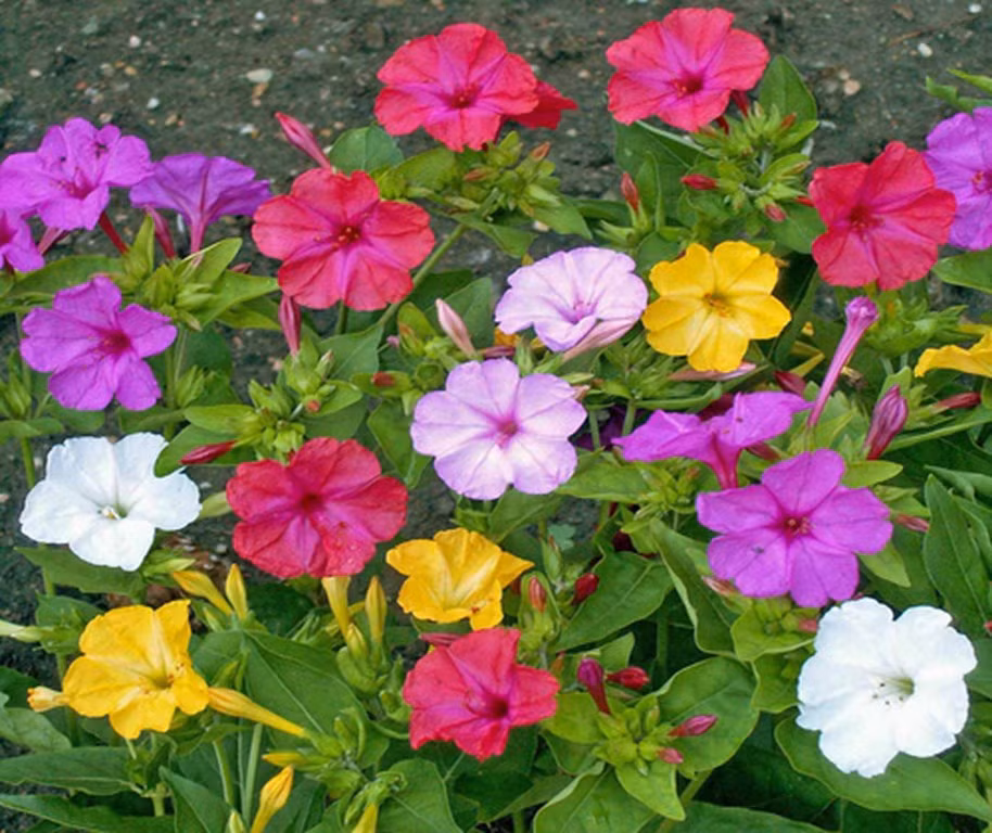 Đặc biệt, hoa phấn càng thơm hơn khi về đêm. Ảnh googleusercontent.