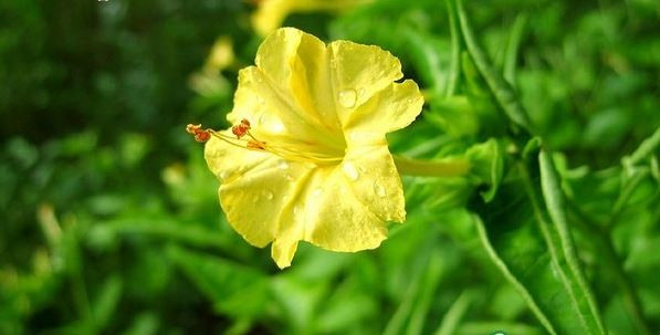 Cụ thể, phụ nữ ngày xưa dùng phấn trong hạt cây hoa phấn để thoa lên mặt cho mịn, còn hoa thì được chà nhẹ cho ra thứ nước màu hồng và bôi lên má để tạo má hồng. Ảnh cayhoacanh.