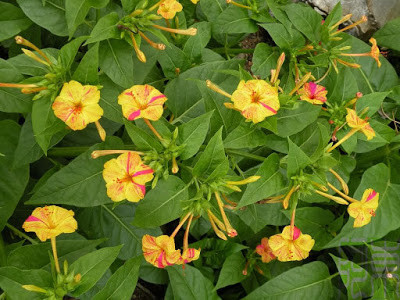 Ngày xưa, hoa phấn là loài hoa làm đẹp của phụ nữ, được sử dụng như một loại “mỹ phẩm”. Ảnh hatgiongdanang.