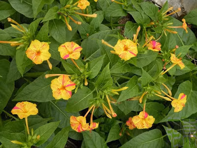 Ngày xưa, hoa phấn là loài hoa làm đẹp của phụ nữ, được sử dụng như một loại “mỹ phẩm”. Ảnh hatgiongdanang.