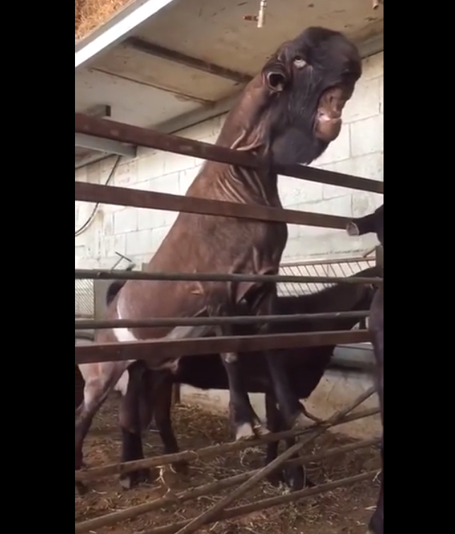 Con dê Damascus này ở Ai Cập được mệnh danh là "dê quỷ" vì những đặc điểm quá bất thường trên gương mặt. Sự khác thường này là do bị một đột biến khiến tai của nó bị cụt cổ dài như khủng long với chiếc đầu đồ sộ, phần trán lớn và nếp da nhăn dưới miệng. Hình ảnh con dê đã làm xôn xao cộng đồng mạng và nhận được hàng nghìn lượt chia sẻ trên Facebook.