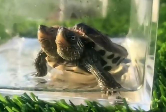 Rùa 2 đầu là động vật đột biến kinh dị được phát hiện ở tỉnh Giang Tây, Trung Quốc. Theo nhận định của các chuyên gia, con rùa sẽ không thể sống lâu như loài rùa tự nhiên được, xác suất sống sót của động vật đột biến gen là khá thấp. Nhưng trên thực thế, con rùa này vẫn phát triển khỏe mạnh và sống sót trong suốt 3 tháng qua. Hiện con rùa được nuôi giữ trong một bể nhựa tại “Viện bảo tồn động vật hoang dã” ở Trung Quốc để mọi người có thể tham quan. 