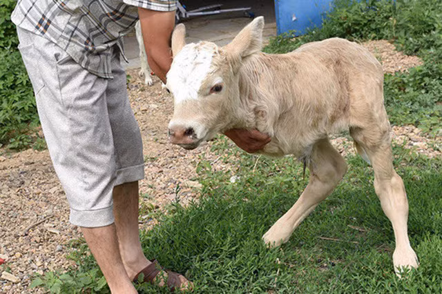 “Con bê Kangaroo” là của anh Wang Shiyouhe đã mua khi nó mới chỉ hơn một tuần tuổi thông qua giới thiệu của một người bạn. Con bê đặc biệt này sở hữu 2 chân, bề ngoài khá giống một con kangaroo. Không ít người đã đến thăm để được nhìn tận mắt chú bê. Những đứa con của Shiyouhe cũng có vẻ khá thích thú với con vật và thường xuyên cho nó ăn trong chuồng.