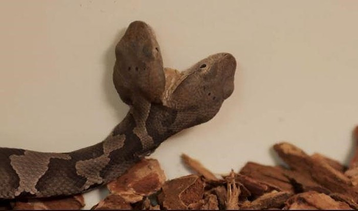 Theo tờ Newsweek, con rắn hai đầu này do cặp vợ chồng ở hạt Leslie phát hiện đã được chuyển tới Trung tâm động vật hoang dã Salato ở Frankfort (Mỹ) để tiện cho việc chăm sóc và nghiên cứu. Một nhà bò sát học đã nói: "Đây là một con vật thực sự thú vị để trưng bày và là một cơ hội độc đáo cho công chúng". 