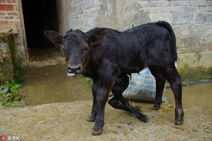 Mới đây, tại một hộ chăn nuôi thuộc tỉnh Trùng Khánh, Trung Quốc, một con bê con kỳ lạ ra đời, con bê này có tới 6 cái chân, 2 cái mông và 2 hậu môn, khiến chủ nhân và mọi người trong vùng vô cùng kinh ngạc.