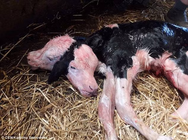 Bác sĩ thú y đã sốc khi đỡ đẻ ra một con bê hai đầu dính liền nhau tại một nông trại ở làng Kowalewo Pomorskie, Ba Lan. Sau khi sinh con bê mẹ vẫn sống sót và đặc biệt hai đầu của bê con đều có thể bú nhưng thật không may, con bê đã không thể sống sót và mất sau một thời gian ngắn. 