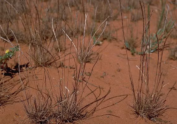 Nhờ khả năng chết đi sống lại này mà cỏ Tripogon loliiformis còn được gọi với cái tên “cỏ hồi sinh”. Ảnh myspecies.