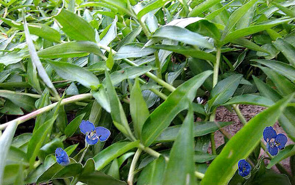 Loại rau này còn được biết đến với các tên gọi khác như rau trai ăn, rau trai thường, cỏ lài trắng. Ảnh baotreonline.