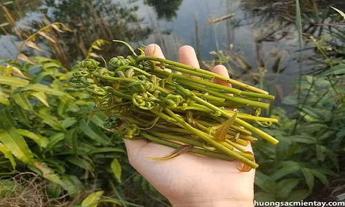 Rau choại thường được người dân miền Tây hái về xào hoặc luộc chấm cá kho, mắm chưng. Ảnh huongsacmientay.