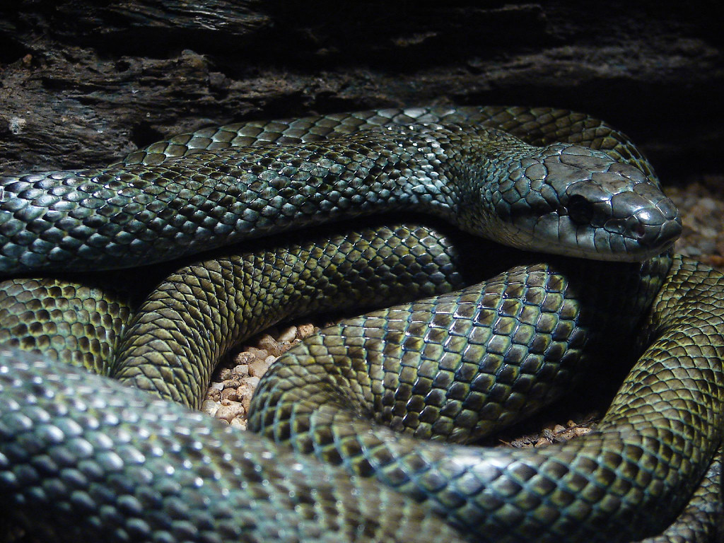 Bên cạnh đó, rắn ninja còn sở hữu những hoạ tiết sọc trên cơ thể khiến chúng trông giống với loài rắn độc Gloydius Blomhoffii. Ảnh staticflickr.
