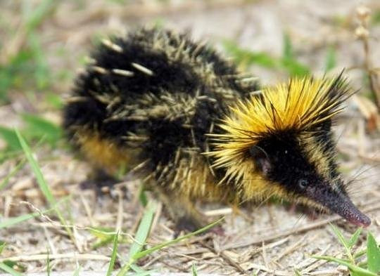 Vì vậy mà nhím sọc được xem là loài động vật kiểm soát dịch bệnh của các khu vườn tự nhiên. Ảnh scribol.