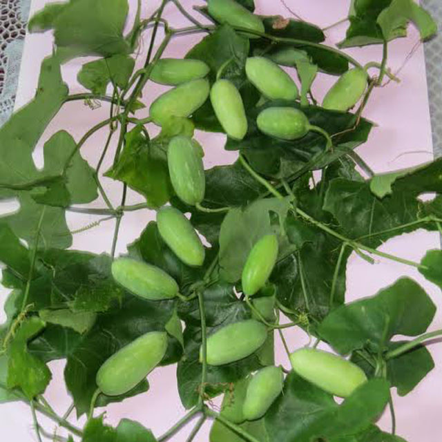 Quả bình bát lúc non có màu xanh, to khoảng bằng ngón tay cái, giống trái dưa leo và có vị đắng. Ảnh danviet.