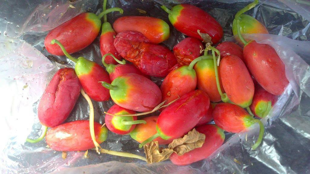 Dây bình bát thuộc cây thảo nhẵn và mảnh, thân leo, lá hình tim, ra hoa kết quả quanh năm. Ảnh photobucket.