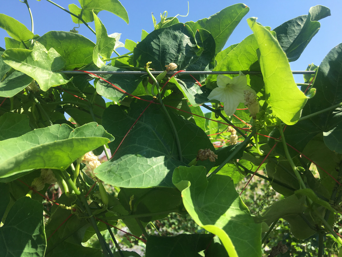 Trên thế giới, dây bình bát phân bố ở Ấn Độ, Nam Trung Quốc, Malaysia… Ảnh caocao.