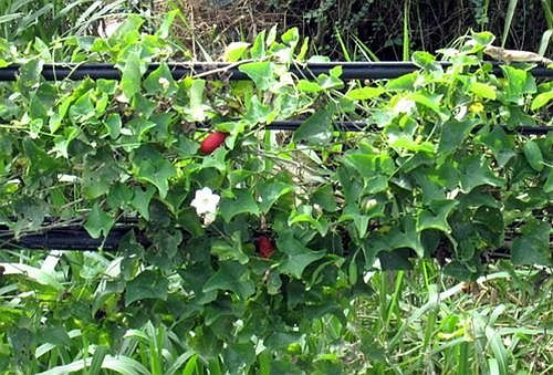 Đọt non và lá của dây bình bát được dùng để nấu canh với tôm, thịt heo, thịt bò, cá trê, cá lóc…Ảnh blogspot.