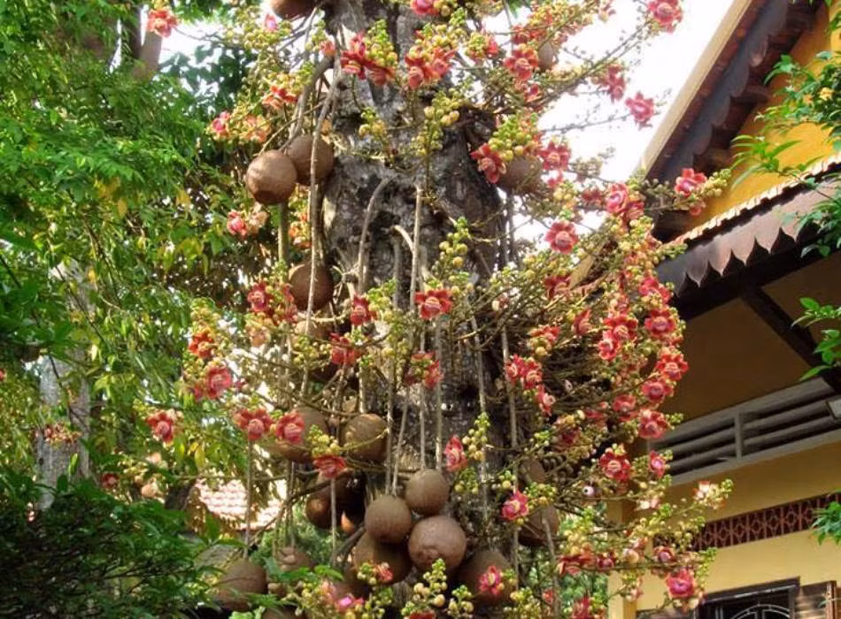 Ngoài ra, do có hương thơm đặc trưng nên hoa sala còn được sử dụng trong sản xuất mỹ phẩm và hương liệu. Ảnh rongbaycdn.