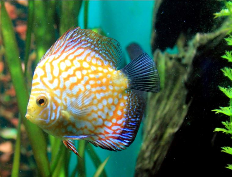 Cá dĩa đẻ trứng mỗi lứa khoảng 200 - 400 trứng. Trứng cá dĩa sẽ nở thành con sau khoảng 60 giờ. Ảnh Canva.