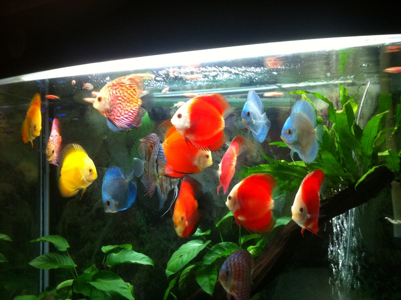  Cá dĩa sở hữu vẻ đẹp rực rỡ, có hình dáng tròn như chiếc đĩa, thân hình trơn láng với chiều dài từ 15cm – 20cm, mắt và mang nhỏ. Ảnh becamini.