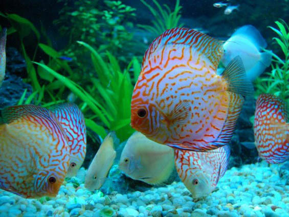  Cá dĩa là một trong những loài cá cảnh được dân chơi ca tụng bằng những mỹ từ như "Nhất đại mỹ ngư", "Ngũ sắc thần tiên" hay “Vua của hồ cá”. Ảnh becamini.