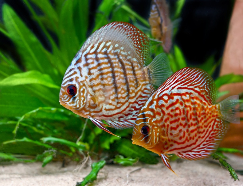 Cá dĩa không kén ăn. Trong môi trường nuôi nhốt, thức ăn của chúng là bo bo, con loăng quoăng, trùn đỏ, trùn chỉ... Ảnh fish-net.