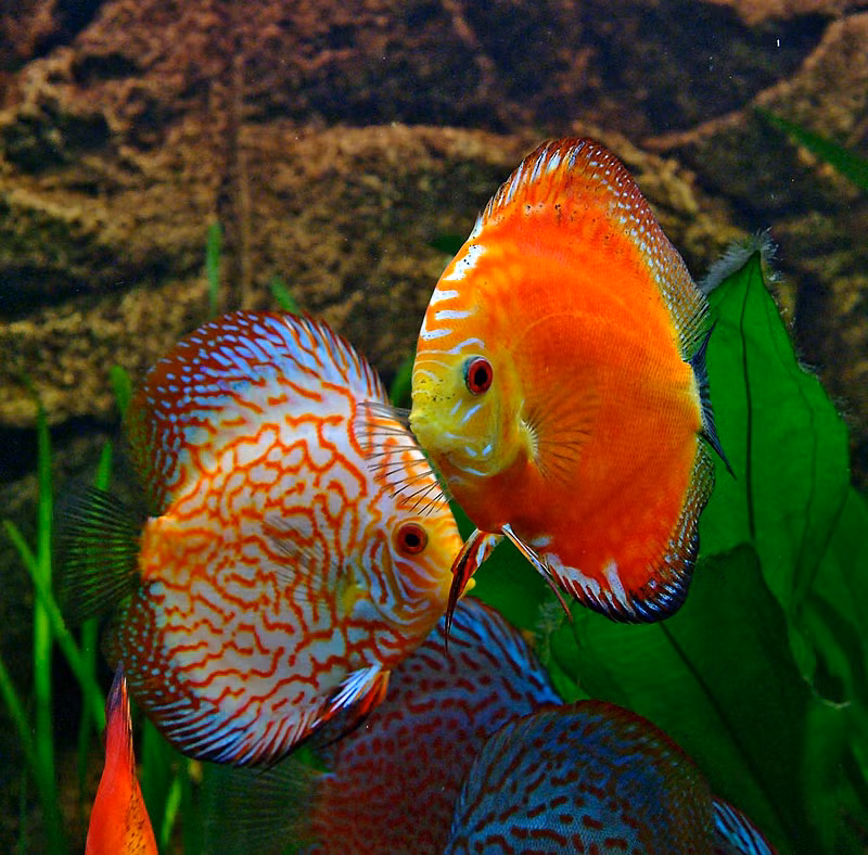 Mặc dù đẹp nhưng theo đánh giá của nhiều chuyên gia, cá dĩa là loại cá cảnh khó nuôi nhất trong các loại cá cảnh nước ngọt nhiệt đới. Ảnh blogspot.