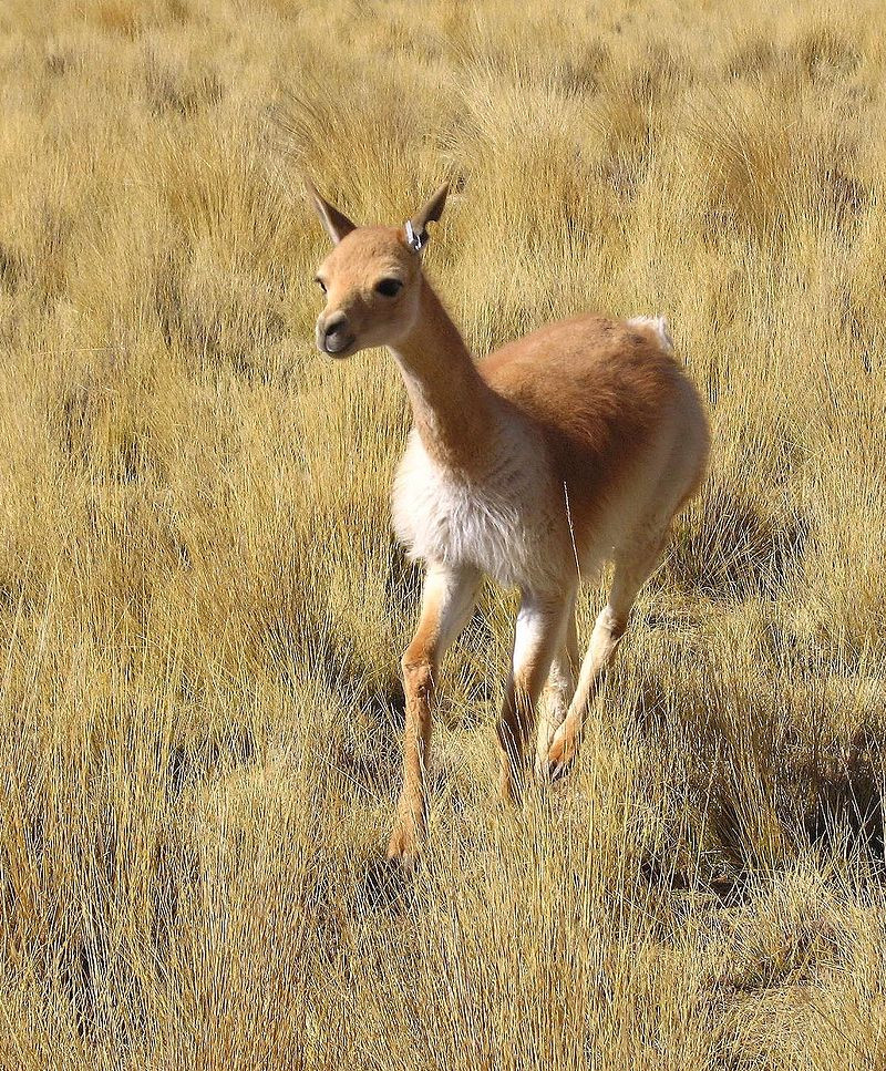 Ở Peru có khoảng 2 triệu lạc đà Vicuña. Ảnh wikiwand.