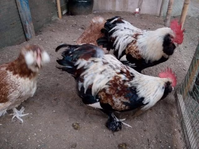 Điểm khác biệt nữa của gà kỳ lân là chân có 5 ngón, chứ không giống như những giống gà khác chỉ có 3 ngón. Ảnh Imgur.