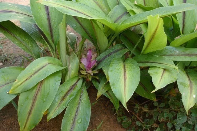  Cây nghệ đen là một loài cây thân thảo thuộc họ Gừng cao từ 1m - 1,5m. Nghệ đen có 2 loại: thịt vàng ruột đen và loại có thịt hơi xám, ruột đen đậm. Ảnh ydhvn.