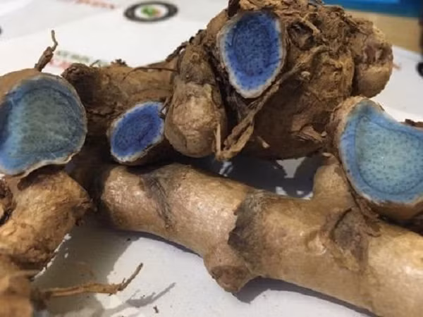 Trong nghệ đen có chứa rất nhiều tinh dầu. Ảnh chuthapdo.