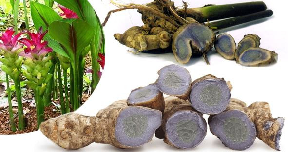 Về hình dáng, cây nghệ đen rất giống nghệ vàng nhưng có màu tím đậm. Ảnh nongnghiep.