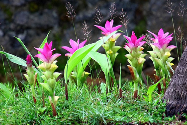 Nghệ đen cho thu hoạch mỗi năm một lần. Ảnh wordpress.