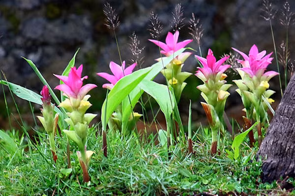 Nghệ đen cho thu hoạch mỗi năm một lần. Ảnh wordpress.