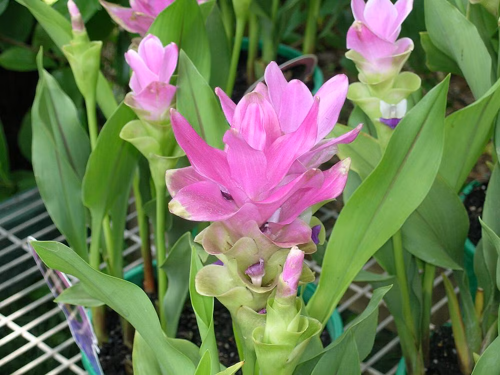 Cây nghệ đen có nguồn gốc từ Ấn Độ và Indonesia. Ảnh blogspot.