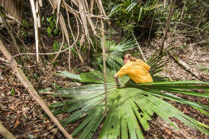 Cọ tự tử đang có nguy cơ tuyệt chủng do số lượng của loài này chỉ còn vài chục cây trong tự nhiên. Ảnh kew.