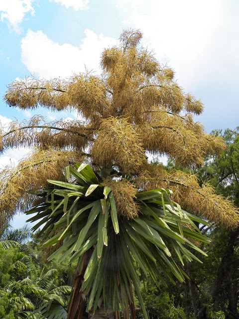 Cọ tự tử được phát hiện vào năm 2005, có thân cao 18m và tán lá hình quạt rộng tới 5m. Với kích thước khổng lồ này, cọ tự tử có thể được nhìn thấy trên Google Earth. Ảnh blogspot.